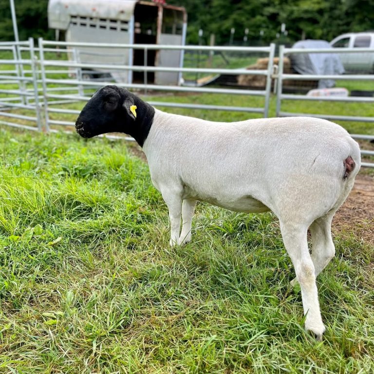 Dorper Sheep for Sale