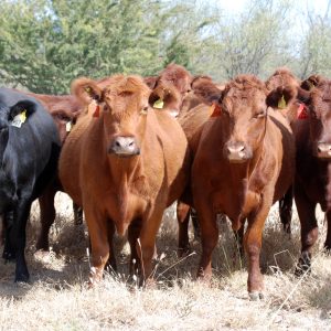 Angus Cattle for Sale