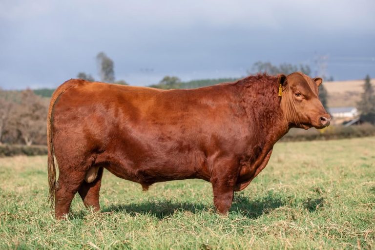 Angus Cattle for Sale