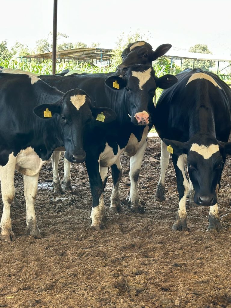 Holstein Cattle for Sale