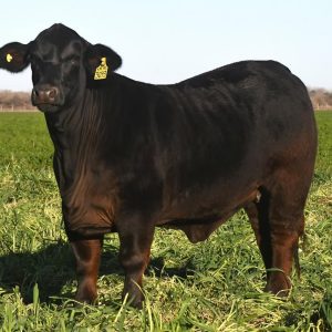 Brangus Cattle for Sale