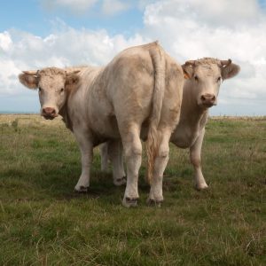 Charolais Cattle for Sale