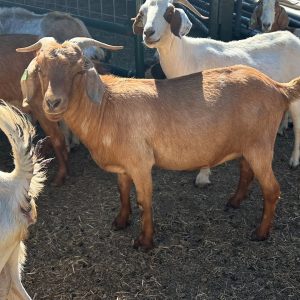 kiko goat for sale