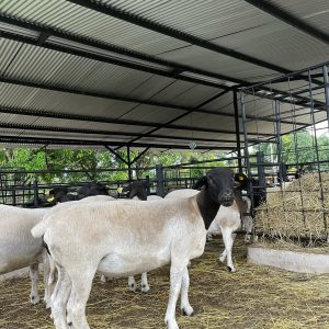 Dorper Sheep for Sale