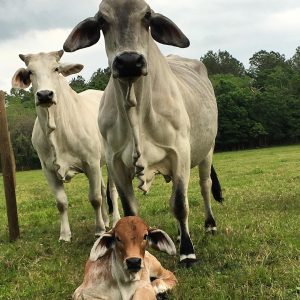 Brahman Cattle for Sale