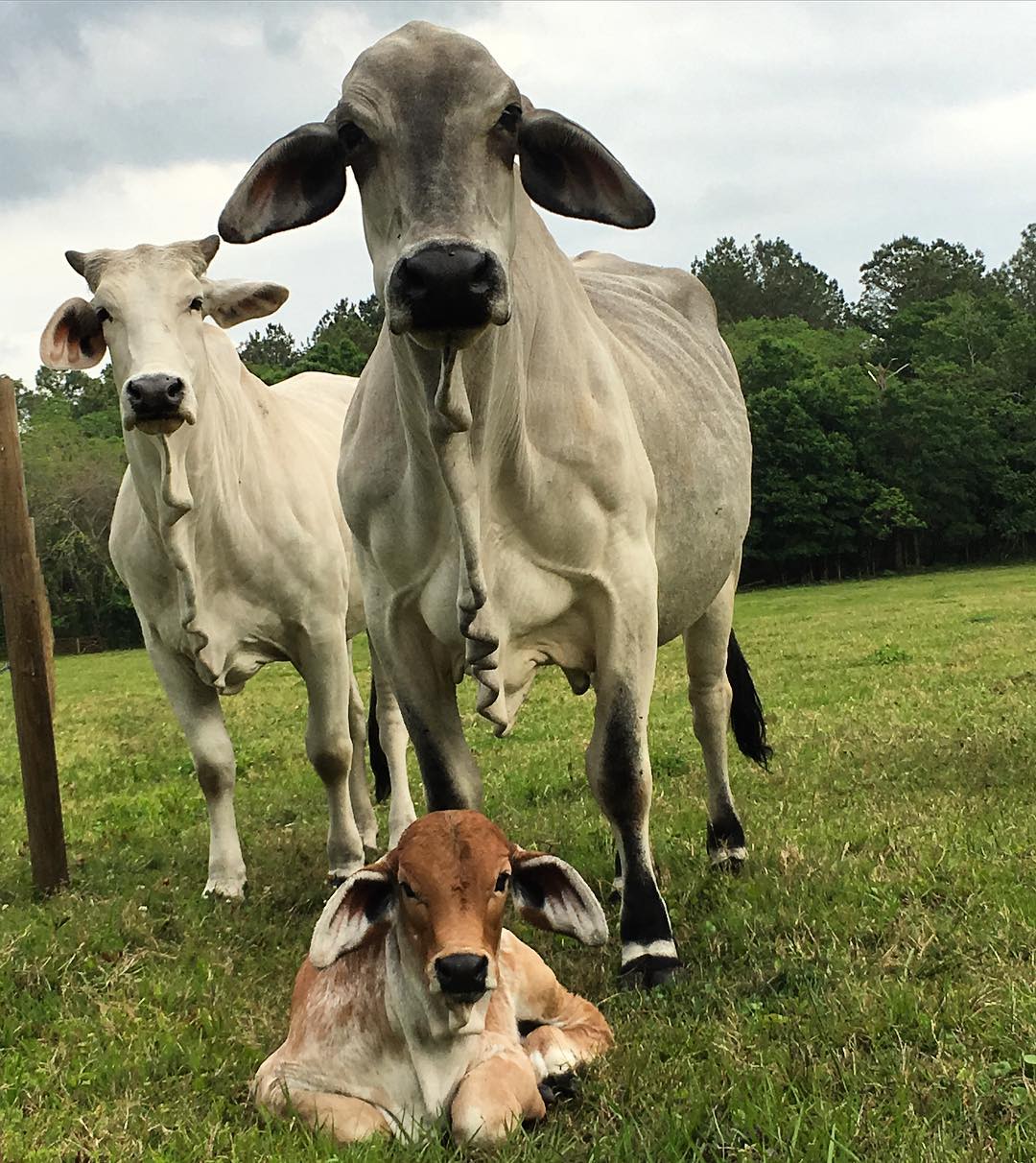 Brahman Cattle for Sale