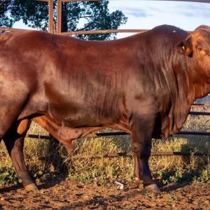 Santa Gertrudis Cattle for Sale