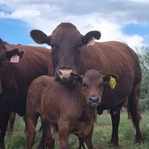 Bonsmara Cattle for Sale