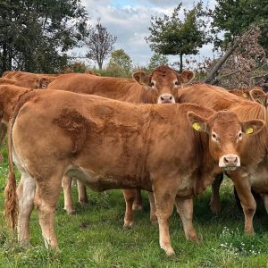 limousin cattle for sale