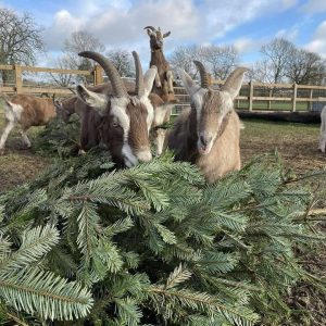Toggenburg Goat for Sale