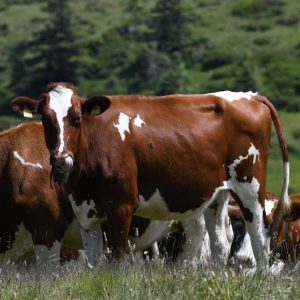Holstein Cattle for Sale