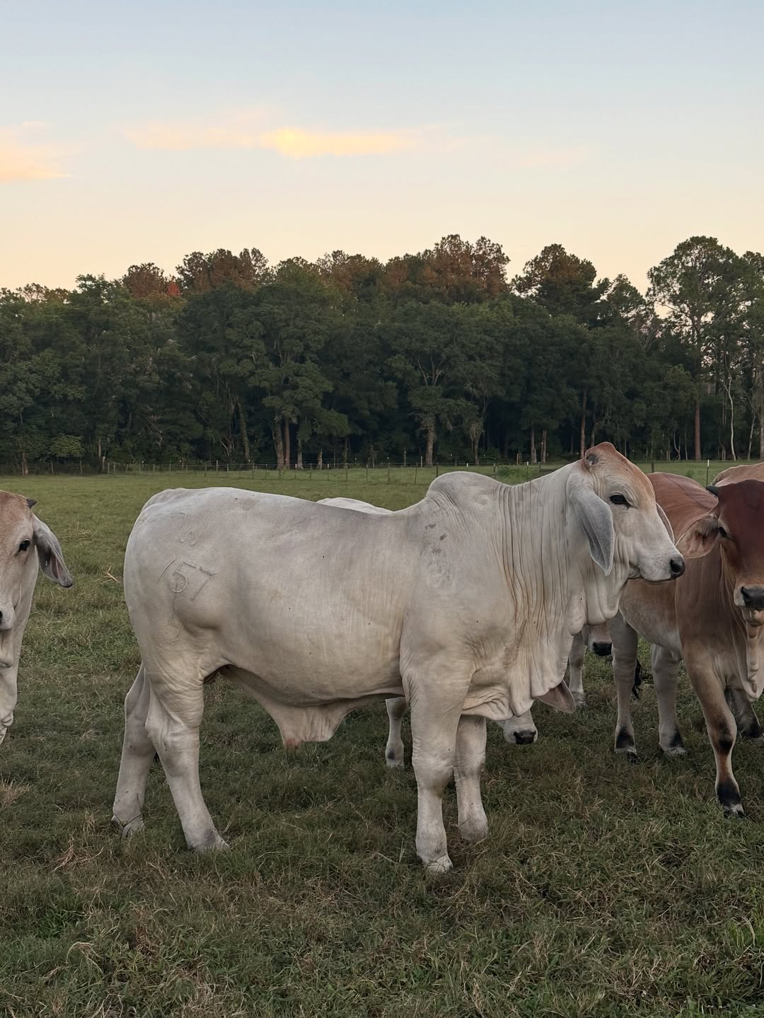 Brahman Cattle for Sale