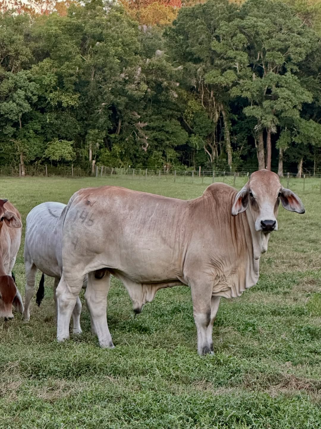 Brahman Cattle for Sale