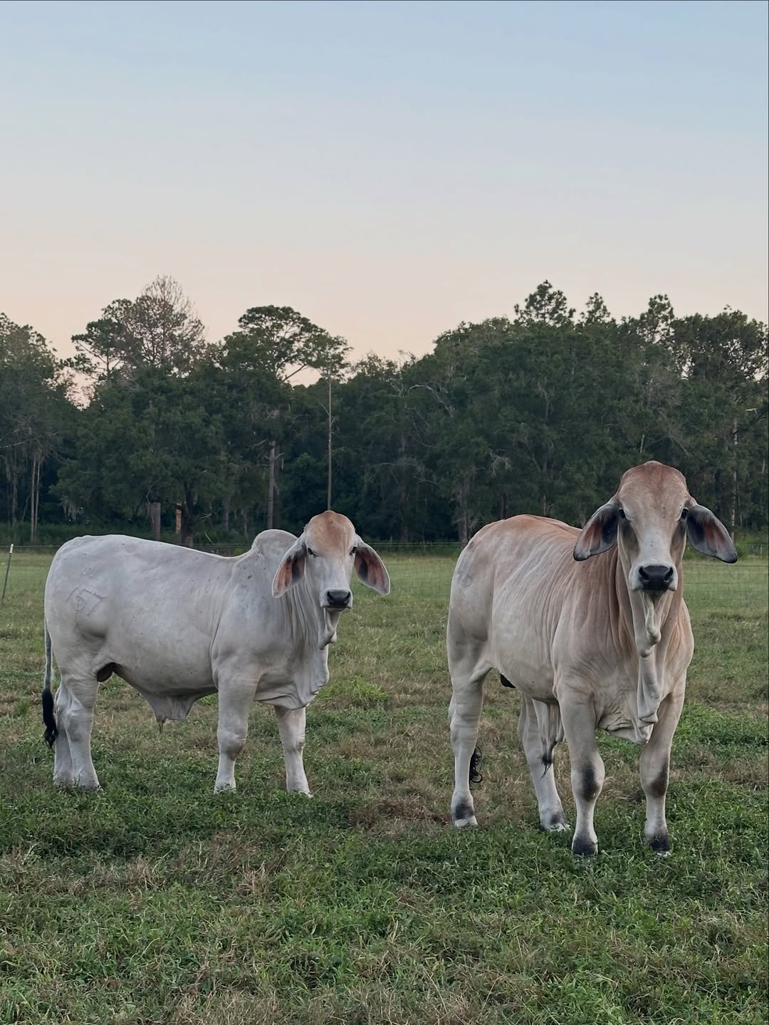 Brahman Cattle for Sale