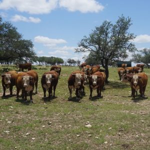 Hereford Cattle for Sale