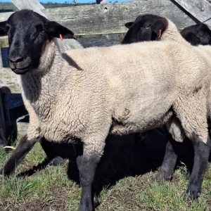 Suffolk Sheep for Sale