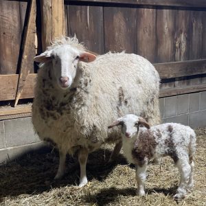 Assaf Sheep for Sale