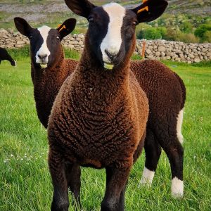 Zwartbles Sheep for Sale