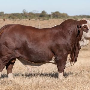 Braford Cattle for Sale