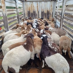 Meatmaster Sheep for Sale