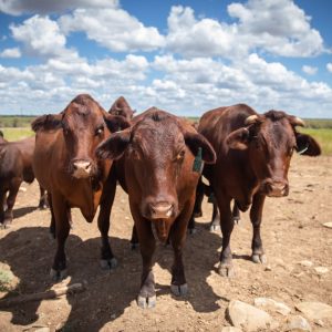 Santa Gertrudis Cattle for Sale