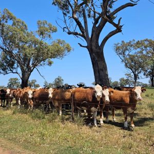 Simmental Cattle for Sale