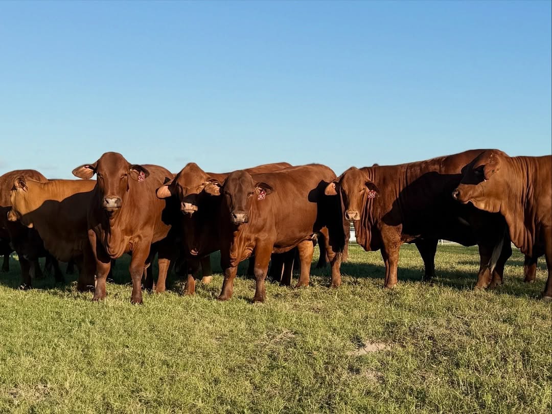 Beefmaster Cattle for Sale | Healthy Breeding & Commercial Beefmaster ...