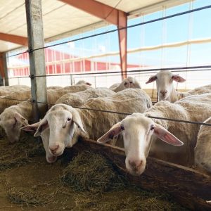 Assaf Sheep for Sale