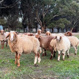 Awassi Sheep for Sale