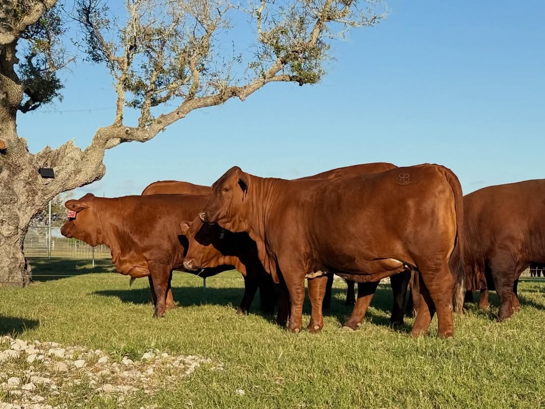 Mini Beefmaster Beefmaster Cattle for Sale | Healthy Breeding & Commercial Beefmaster ...