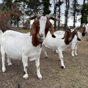 Boer Goat for Sale