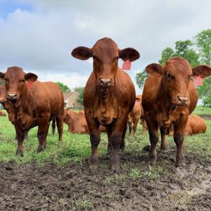 Beefmaster Cattle for Sale