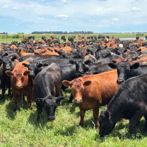 Brangus Cattle for Sale
