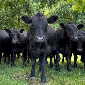 Angus Cattle for Sale