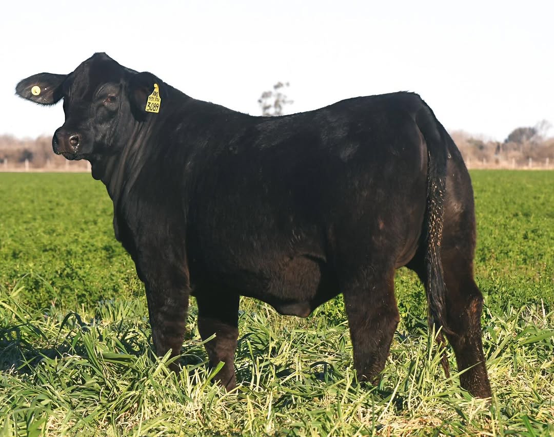 Brangus Cattle for Sale
