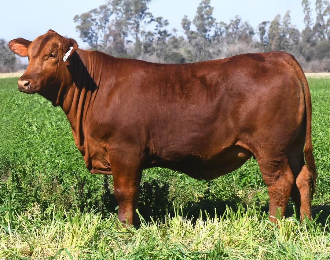 Brangus Cattle for Sale