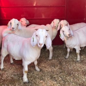 Savanna Goat for Sale
