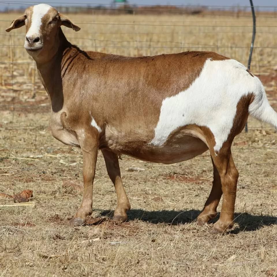 Meatmaster Sheep for Sale