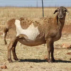 Meatmaster Sheep for Sale
