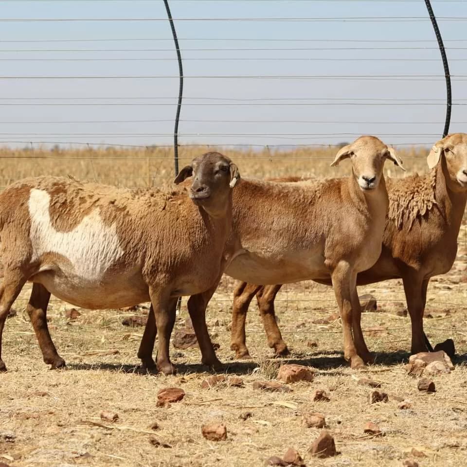 Meatmaster Sheep for Sale