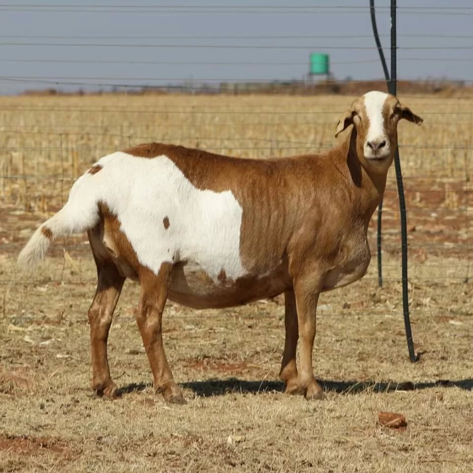 Meatmaster Sheep for Sale