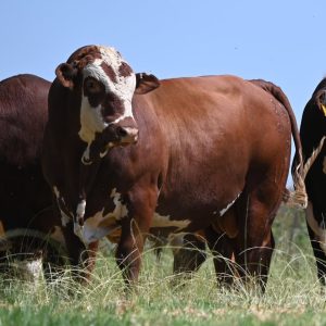 Braford Cattle for Sale