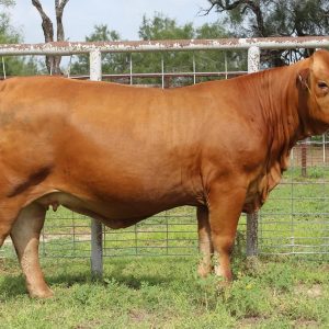 Beefmaster cattle for sale