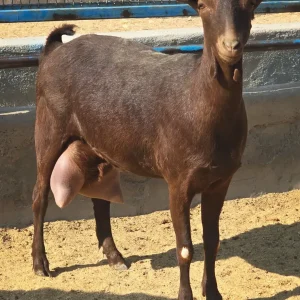 Murciana Goat for Sale
