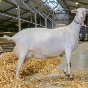 Saanen Goat for Sale