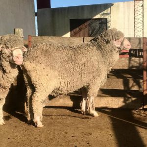Merino Sheep for Sale