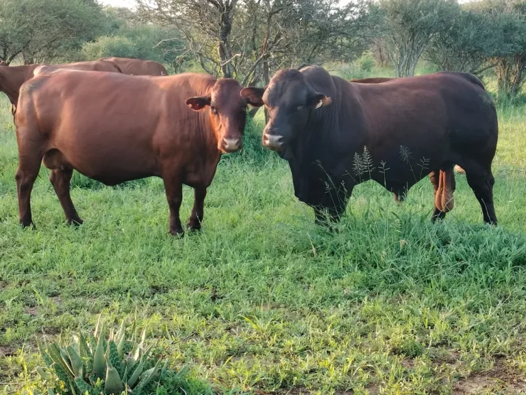 Bonsmara Cattle for Sale
