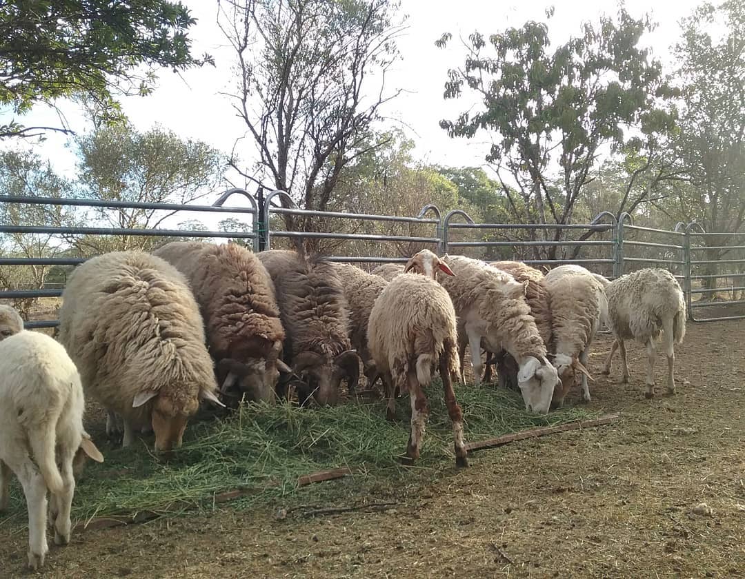 Premium Awassi Sheep for Sale Worldwide | 100% Trusted Export ...
