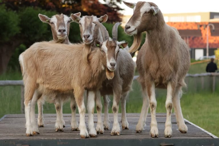 Toggenburg Goat for Sale