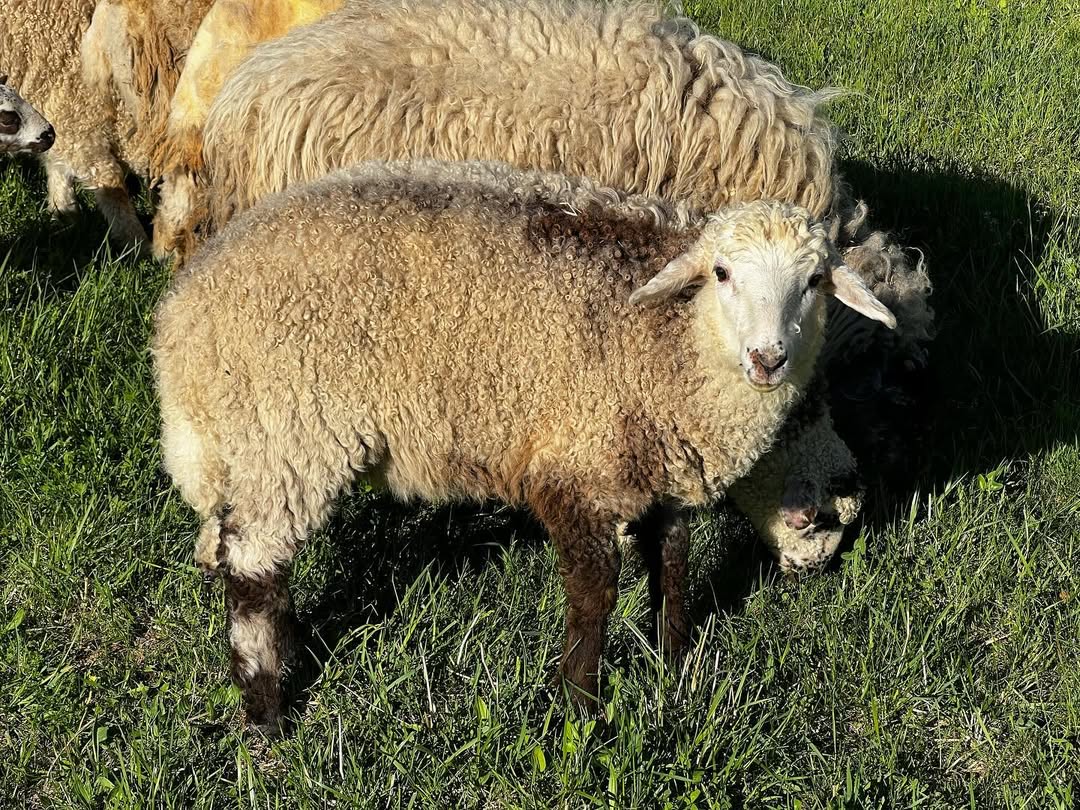 Assaf Sheep for Sale | Expert Tips for Serious Investors In 2026 ...
